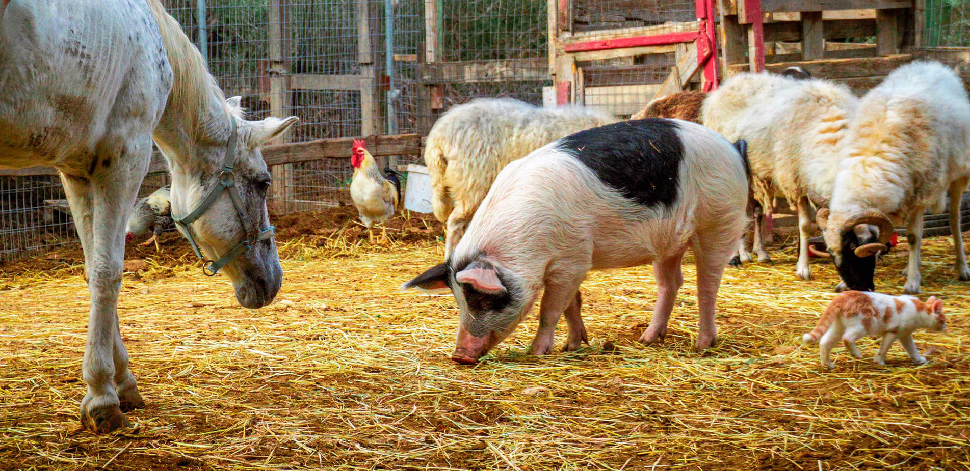 Vrouva Farm: Το καταφύγιο-«φύλακας άγγελος» για τα ζώα βρίσκεται στην Αίγινα