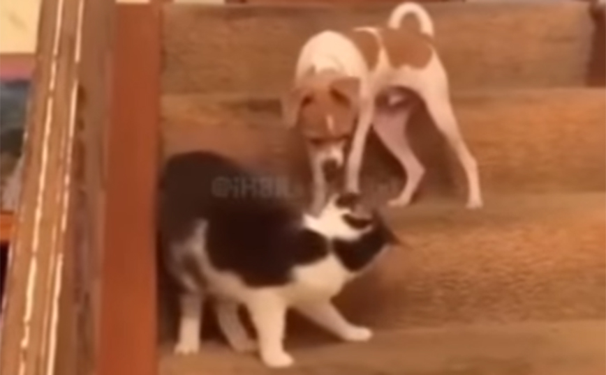 Σαν τον σκύλο με τη γάτα&#8230; αλλά από την ανάποδη