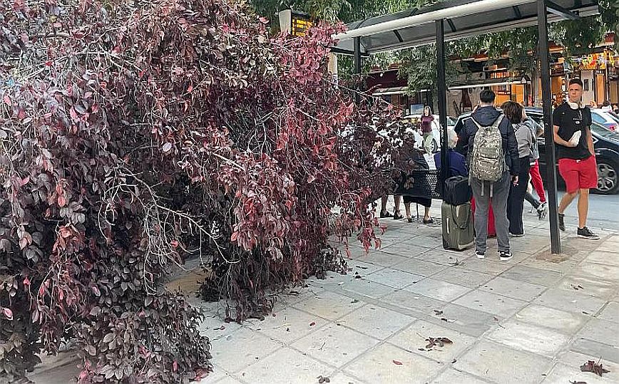 Θεσσαλονίκη: Ισχυροί άνεμοι «γκρέμισαν» δέντρο δίπλα σε στάση του ΟΑΣΘ – Δείτε βίντεο