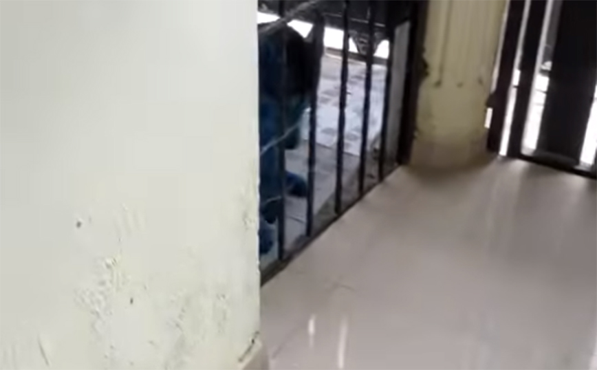 Όταν ο σκύλος σου αγαπάει πολύ τα Avatar