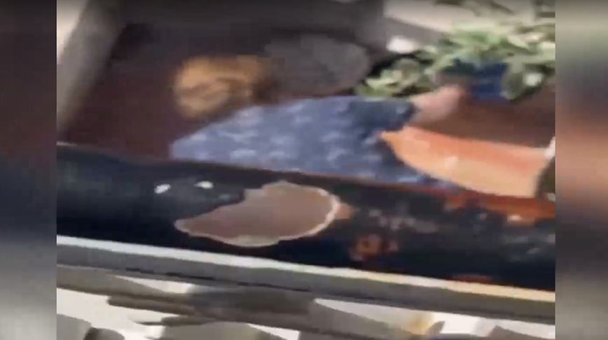 Βίντεο με ηλικιωμένη που κακοποιεί ετοιμοθάνατη γάτα – Νωρίτερα της είχε ρίξει φόλα
