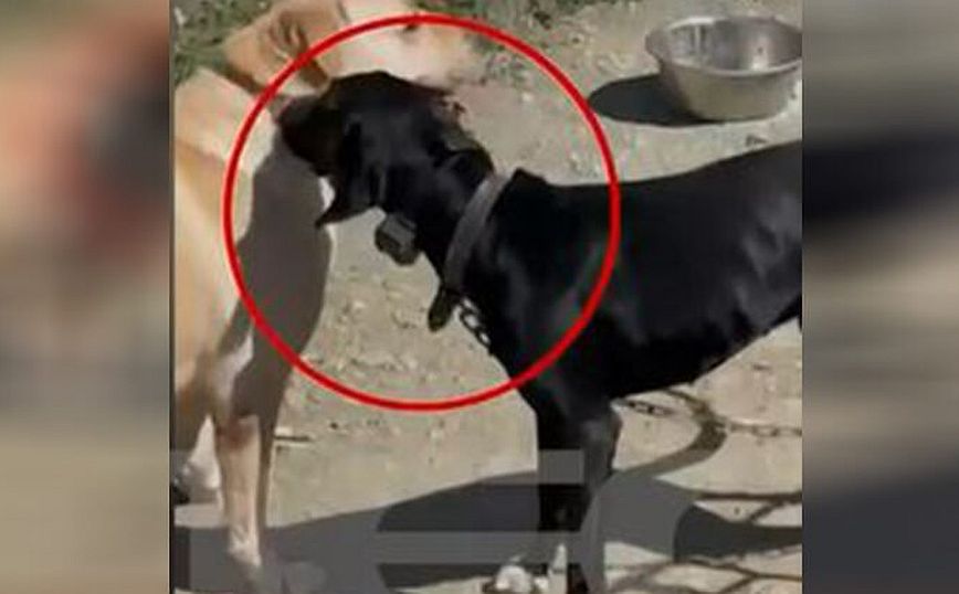 Κρήτη: Συνελήφθη 67χρονος που βασάνιζε τον σκύλο του με ηλεκτρικό κολάρο