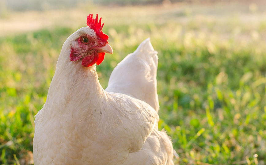 Κένυα: Δάσκαλος μαθαίνει σε μαθητές δημοτικού πώς να αποκεφαλίζουν κοτόπουλο και να το μαγειρεύουν