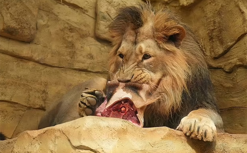 Ζωολογικός κήπος υπέβαλε σε ευθανασία καμηλοπάρδαλη &#8211; Την έδωσε σε λιοντάρια να τη φάνε και ξεσήκωσε αντιδράσεις