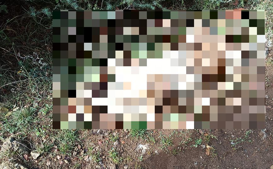 Φιλοζωική εταιρεία επικήρυξε με 1.000 ευρώ τον δράστη που σκότωσε με άγριο τρόπο δύο σκυλιά – Προσοχή σκληρές εικόνες