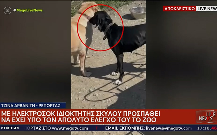 Σοκαριστικό βίντεο με κακοποίηση ζώου: Βασανίζει με ηλεκτρικό κολάρο τον σκύλο του και… το διασκεδάζει