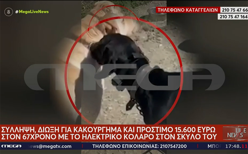 Κρήτη: «Το έκανε για εκπαίδευση», λέει η κόρη του κυνηγού που έβαλε ηλεκτρικό κολάρο στο σκύλο του