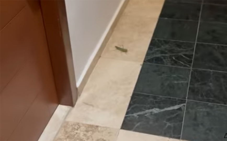 Άνθρωπος VS ακρίδα: 0-1