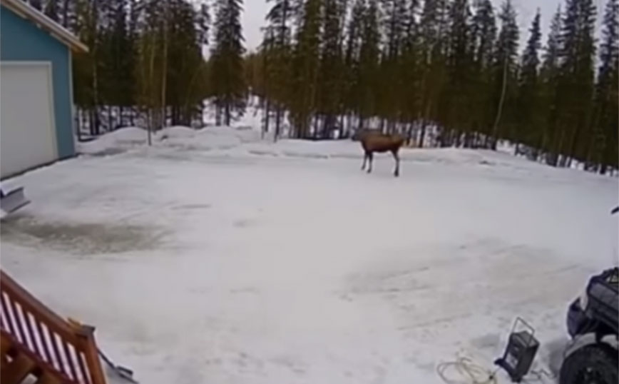 Ένα απλό, καθημερινό πρωινό στην Αλάσκα