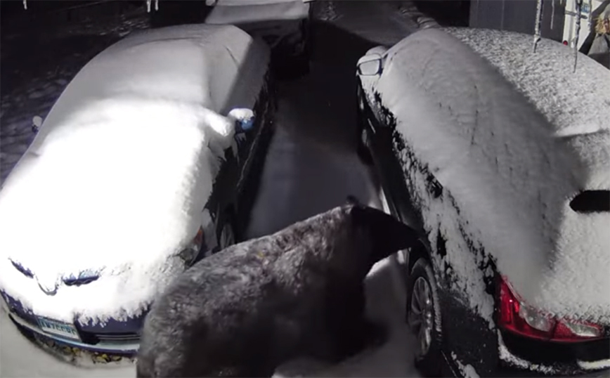 Αρκούδα ψάχνει&#8230; για λίγη ζεστασιά