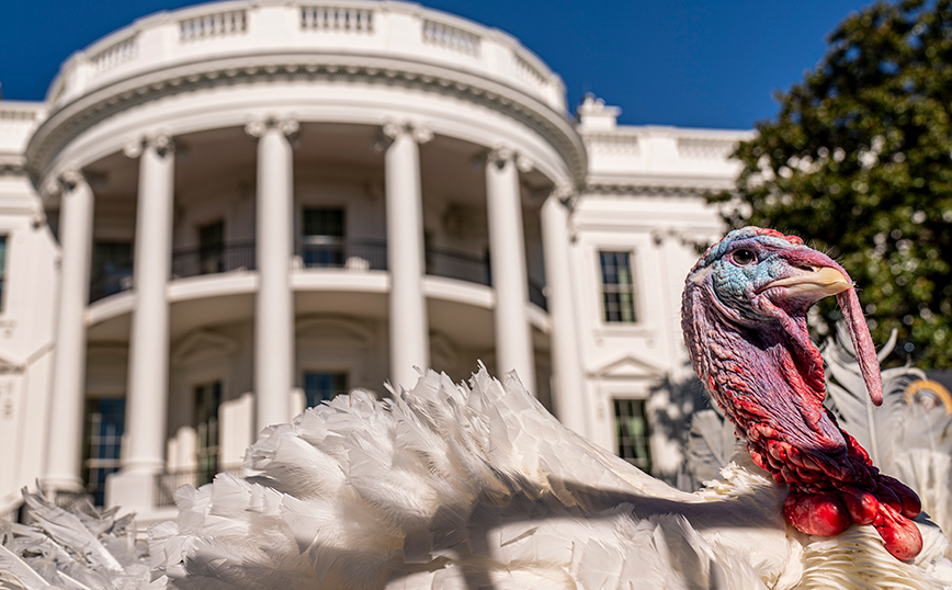 Μπάιντεν και γαλοπούλες Μπάιντεν και γαλοπούλες