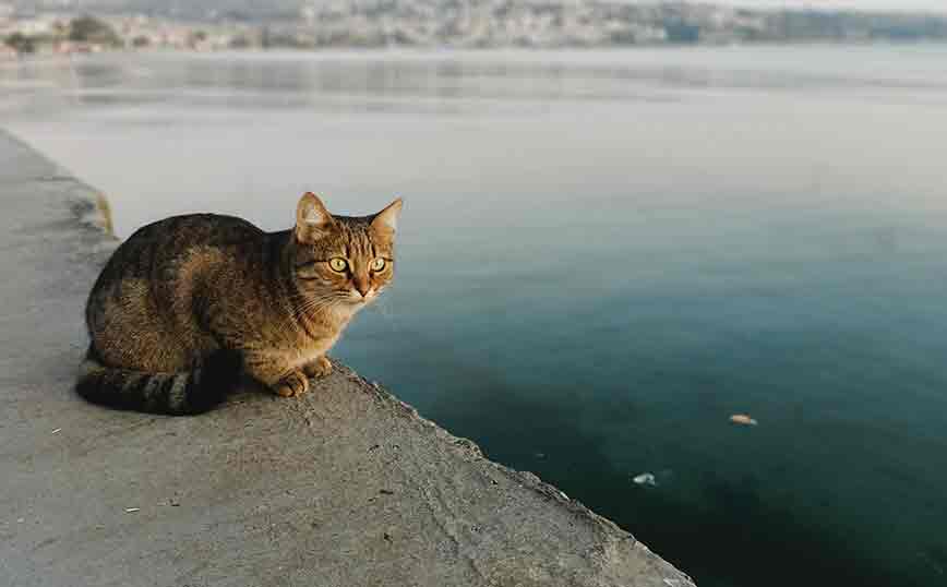 Χαλκιδική: 66χρονος κλώτσησε γατάκι από τη βάρκα του και το πέταξε στη θάλασσα