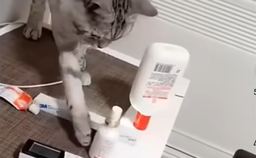 Γάτες με&#8230; ψυχαναγκαστικές τάσεις