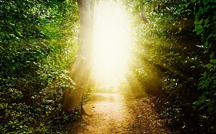 Δάσος Δάσος