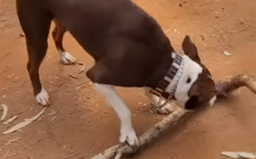 Όταν ο σκύλος σου ψάχνει για ένα μικρό ξυλάκι