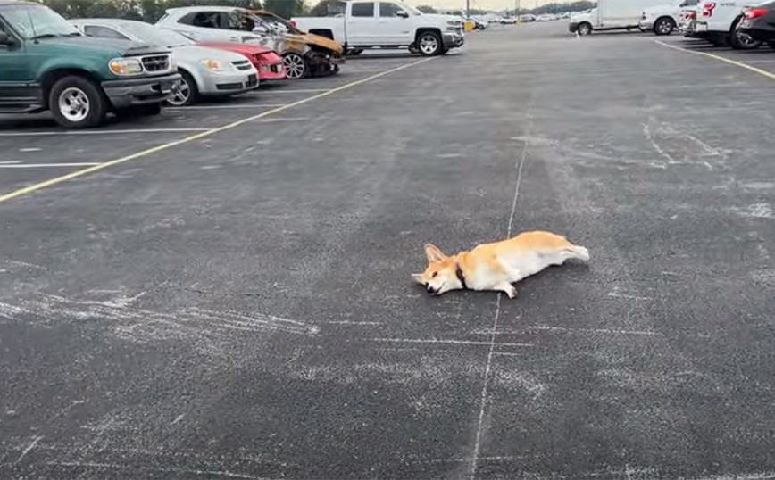 Απίθανος σκύλος κάνει&#8230; τον ψόφιο