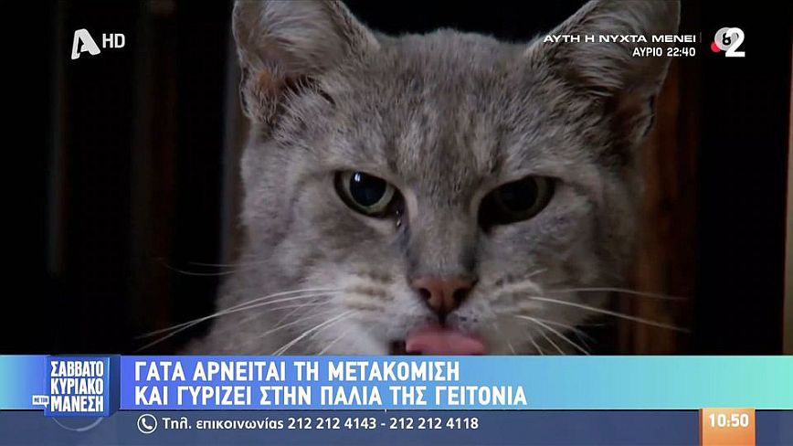 Απίστευτο: Γάτα αρνείται τη μετακόμιση και γυρίζει στην παλιά του γειτονιά