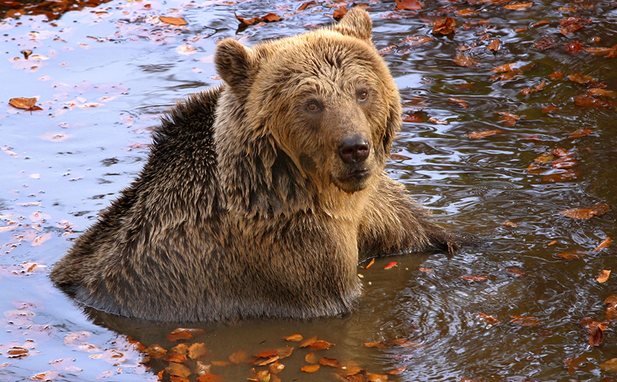 Φροντίδα για τις γηραιές αρκούδες από τον «Αρκτούρο»
