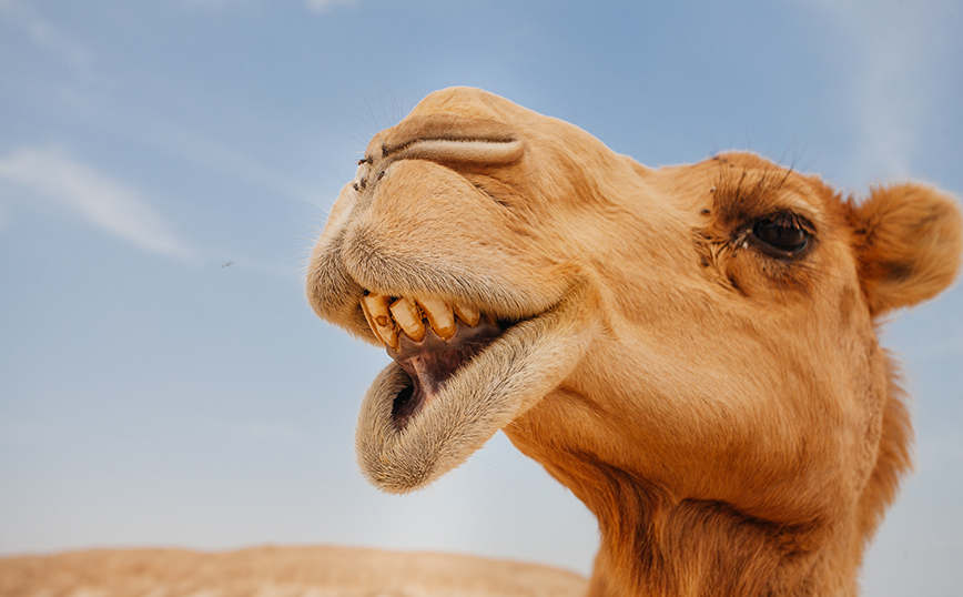 Καμήλα Καμήλα