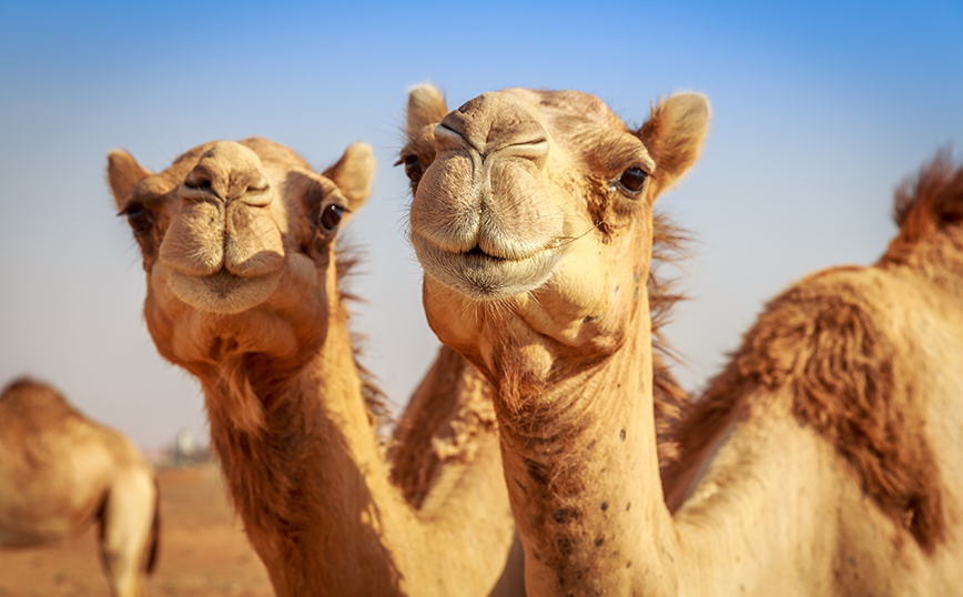 Μουντιάλ 2022: Φόβοι για τη «γρίπη της καμήλας» &#8211; Σκοτώνει έναν στους τρεις που κολλάνε