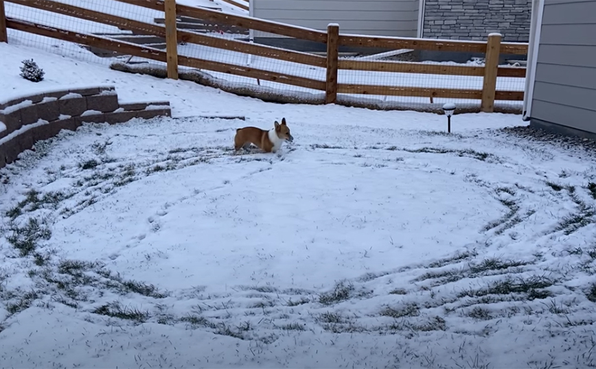 Η στιγμή που ένα κόργκι βλέπει για πρώτη φορά χιόνι