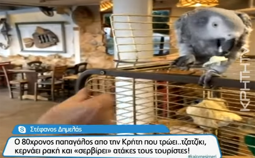 Κρήτη: Μάικ, ένας παπαγάλος 80 ετών που λατρεύει το τζατζίκι – «Άμα δει παπά τον βρίζει»