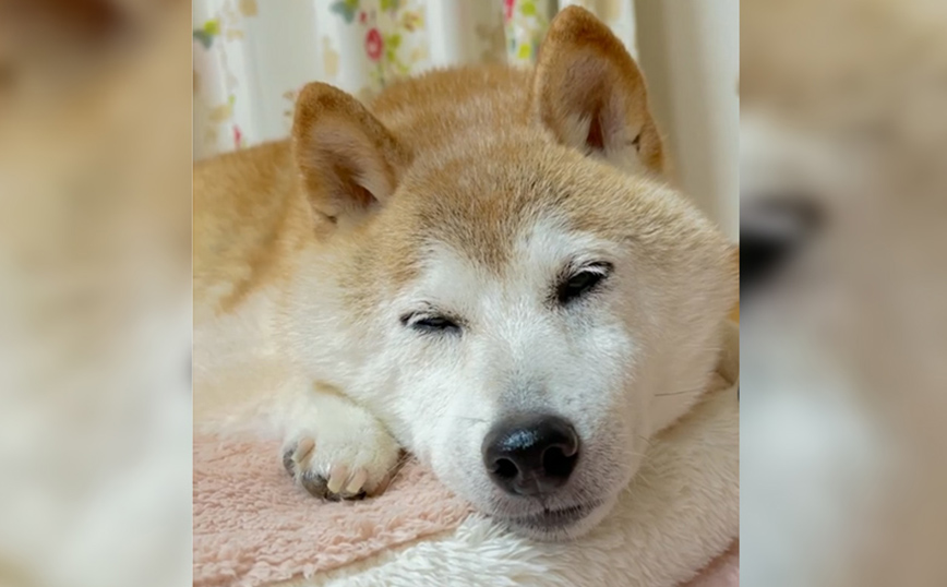 Σοβαρά άρρωστη η σκυλίτσα Kabosu που έγινε meme