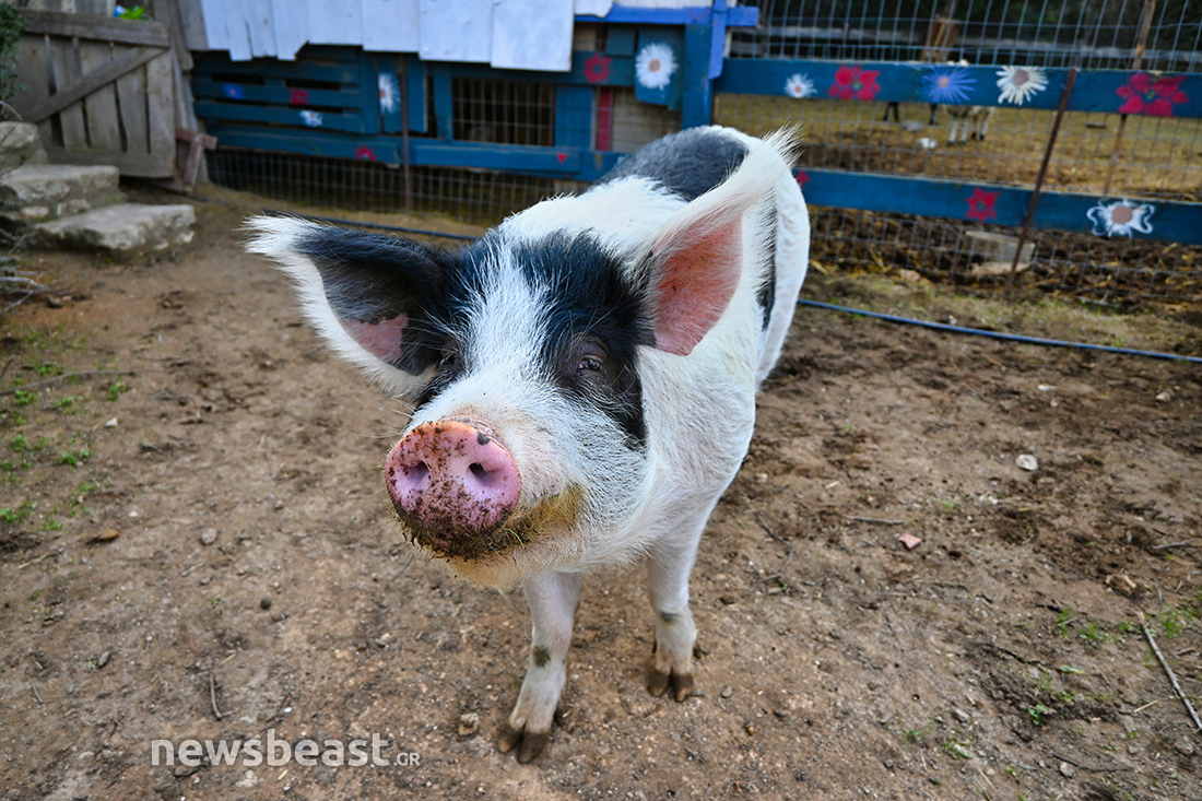 Vrouva Farm Vrouva Farm