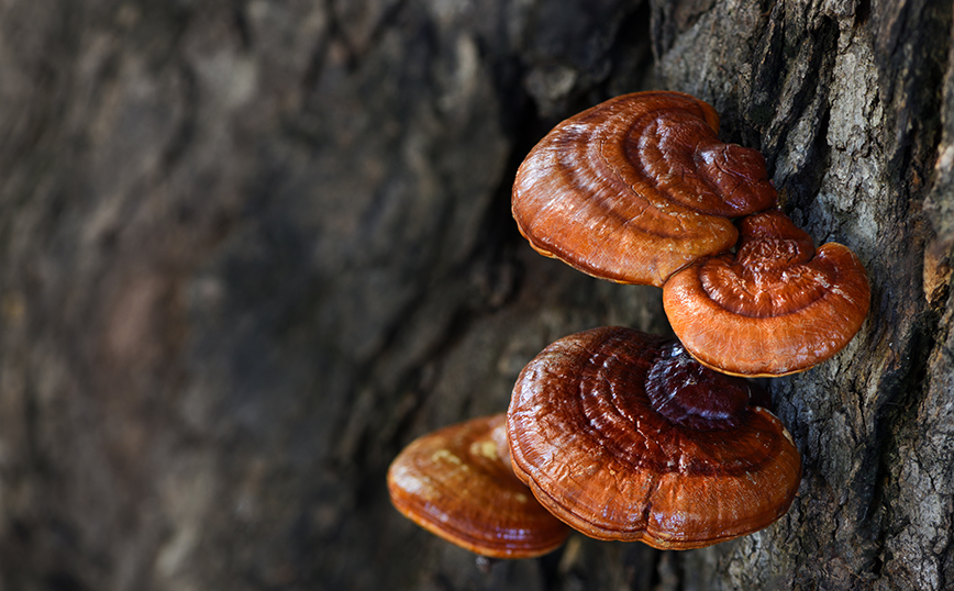 Μανιτάρια Μανιτάρια