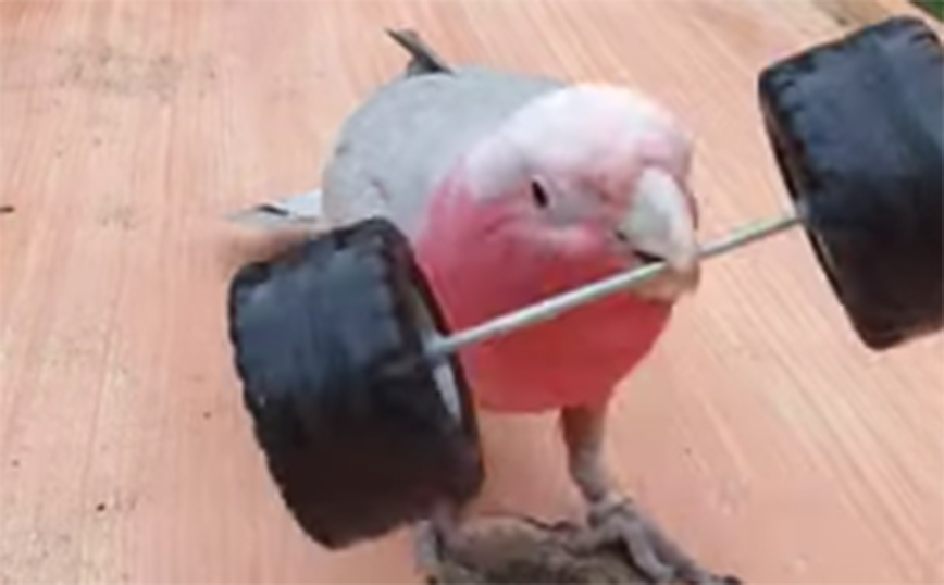 Παπαγάλος με αγάπη στην άρση βαρών