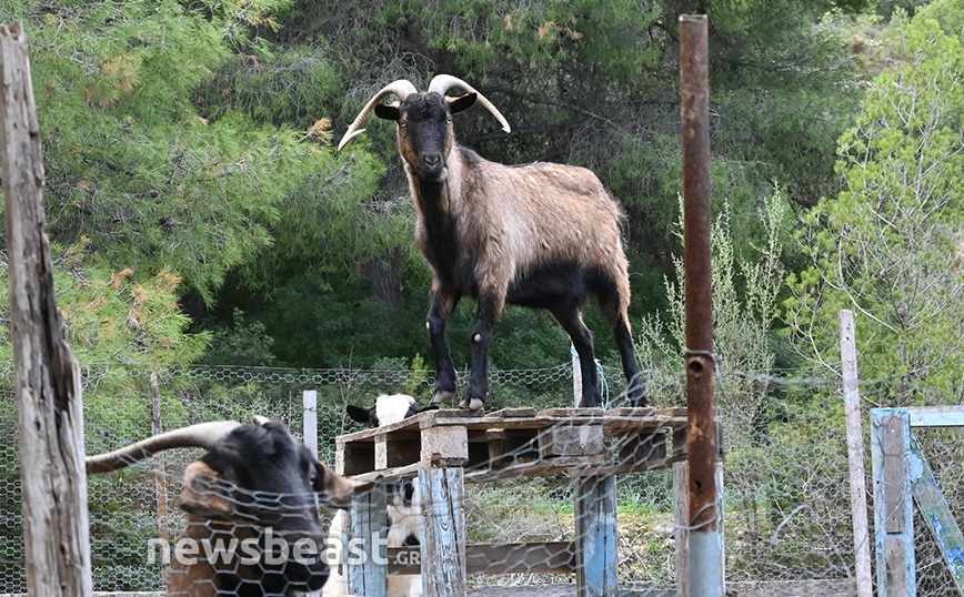 VROUVA FARM VROUVA FARM