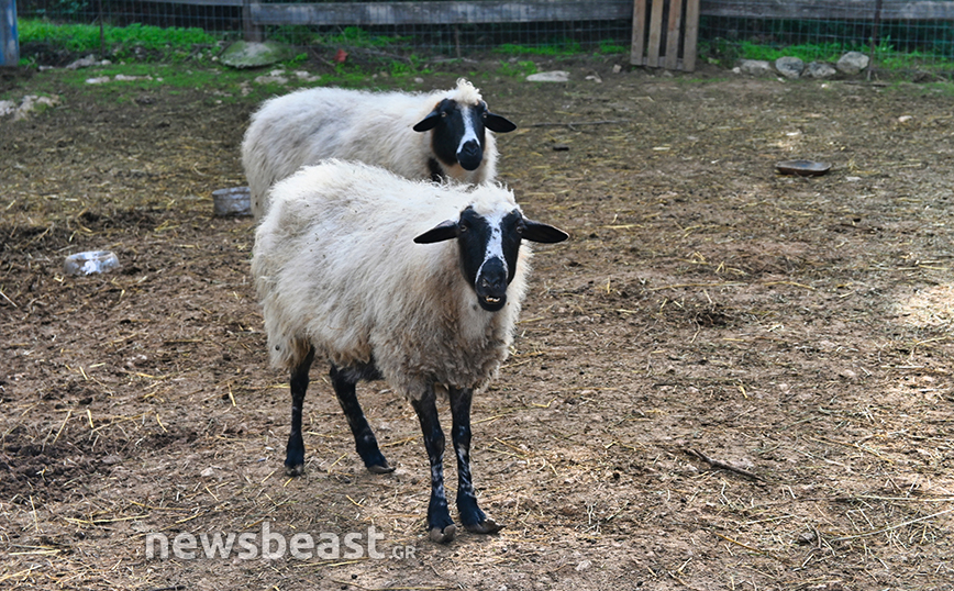 VROUVA FARM VROUVA FARM