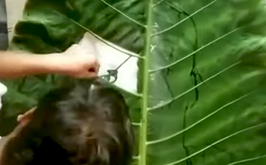 Μετατρέποντας ένα γιγάντιο φύλλο σε πορτρέτο