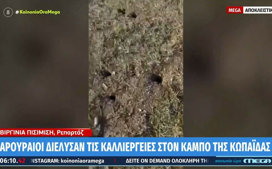 Αρουραίοι διέλυσαν τις καλλιέργειες στον κάμπο της Κωπαΐδας – Τουλάχιστον 100 φωλιές αρουραίων μέσα σε 1 τ.μ.