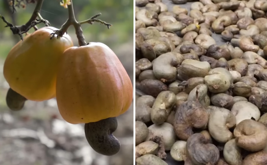 Πώς μοιάζει ένα κάσιους όταν είναι πάνω στο δέντρο