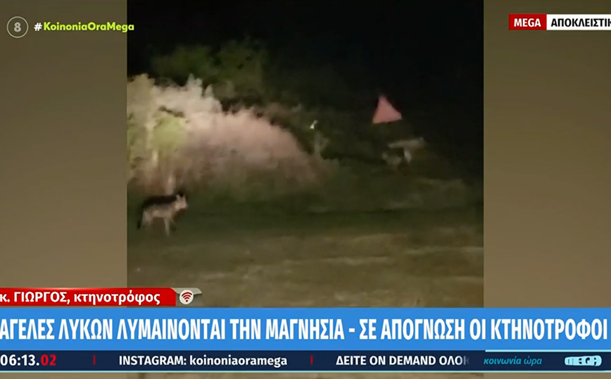 Μαγνησία: Λύκοι κατασπάραξαν 15 πρόβατα σε μισή ώρα – Τρώνε ακόμα και τα σκυλιά