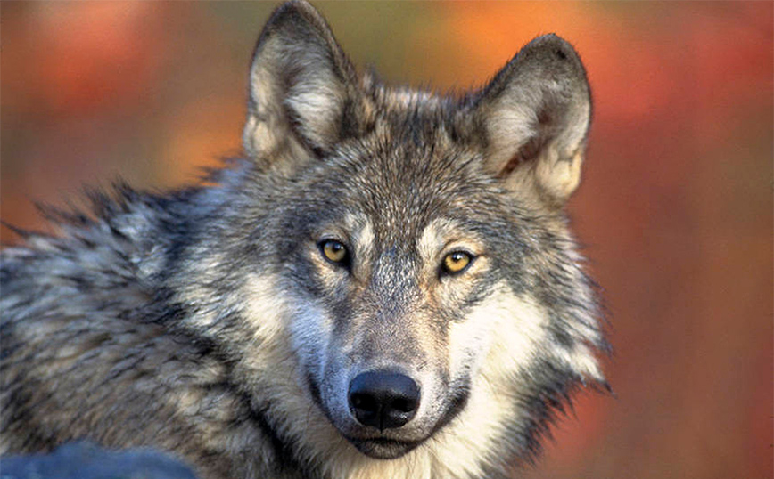 Λύκος Λύκος