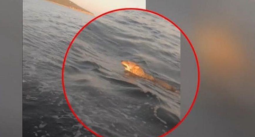 Λύκος κολυμπά με μεγάλη ταχύτητα στα νερά του Παγασητικού &#8211; Δείτε το βίντεο