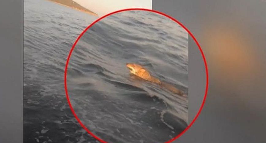 Λύκος κολυμπά με μεγάλη ταχύτητα στα νερά του Παγασητικού – Δείτε το βίντεο
