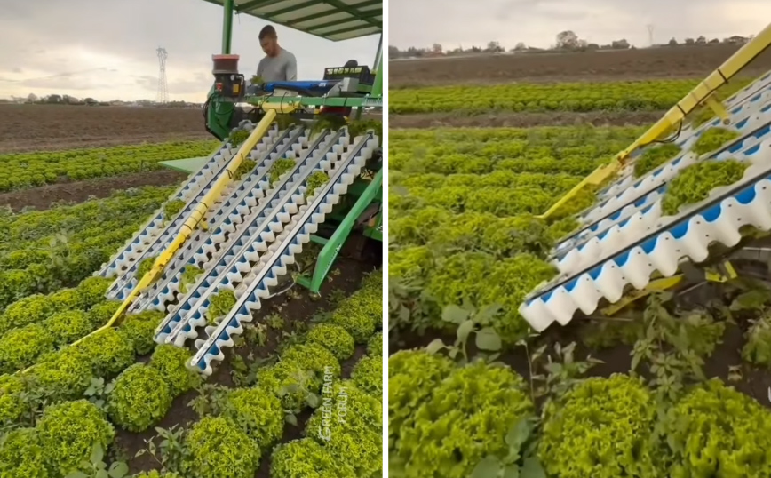 Απίθανο μηχάνημα συλλογής μαρουλιών