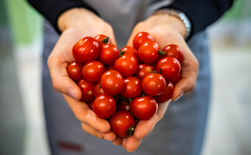 ντομάτες ντομάτες
