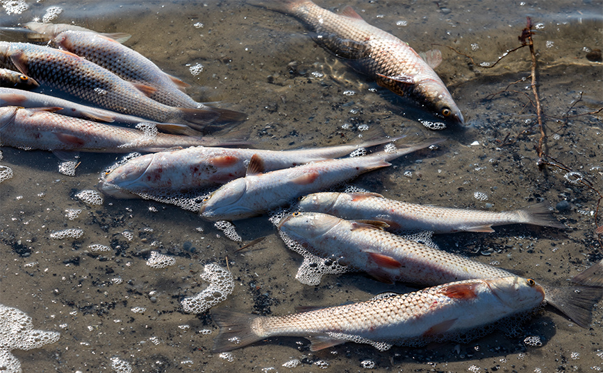 Τα «παντοτινά χημικά», οι κίνδυνοι για την υγεία μας και πώς μολύνονται τα ψάρια