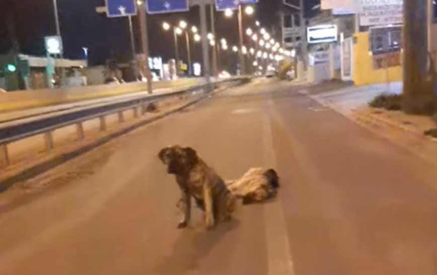 Συγκινεί σκύλος στην Κρήτη: Υπερασπίζεται τον τετράποδο φίλο του που σκοτώθηκε στην άσφαλτο