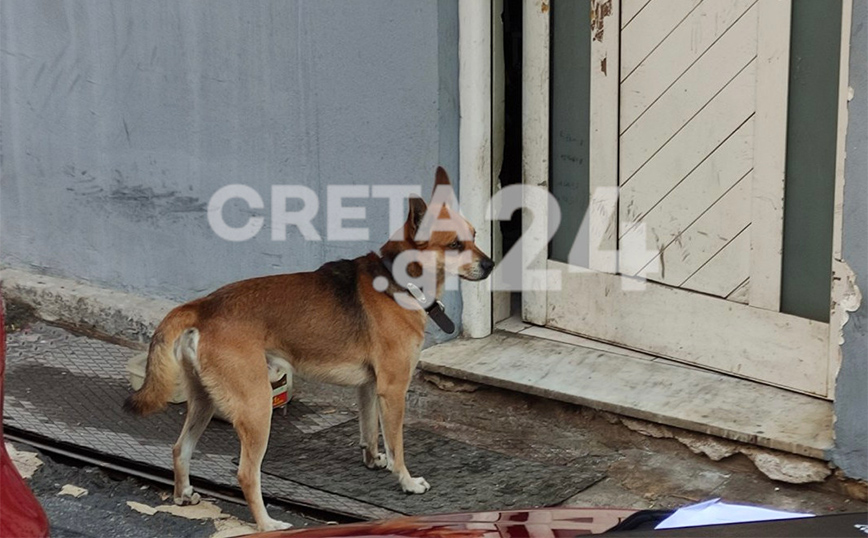 Κρήτη: Συγκινητικές εικόνες – Το σκυλάκι του 53χρονου που βρέθηκε νεκρός και φιμωμένος τον περιμένει στην πόρτα