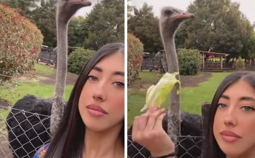 Καλύτερα να μην είσαι τόσο&#8230; cool ταΐζοντας μια στρουθοκάμηλο