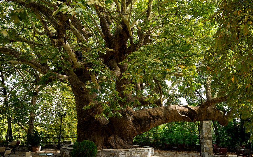 Τσαγκαράδα Τσαγκαράδα