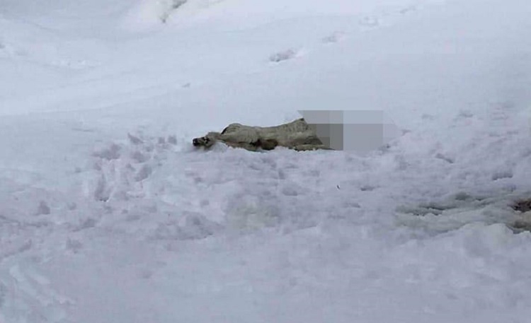 Φρίκη στον Βόλο: Αποκεφάλισαν σκύλο και τον πέταξαν στα χιόνια