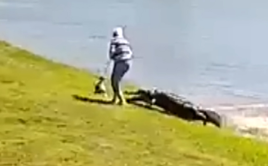 Βίντεο με τη θανατηφόρα επίθεση αλιγάτορα σε ηλικιωμένη γυναίκα στη Φλόριντα &#8211; «Θεέ μου την άρπαξε»