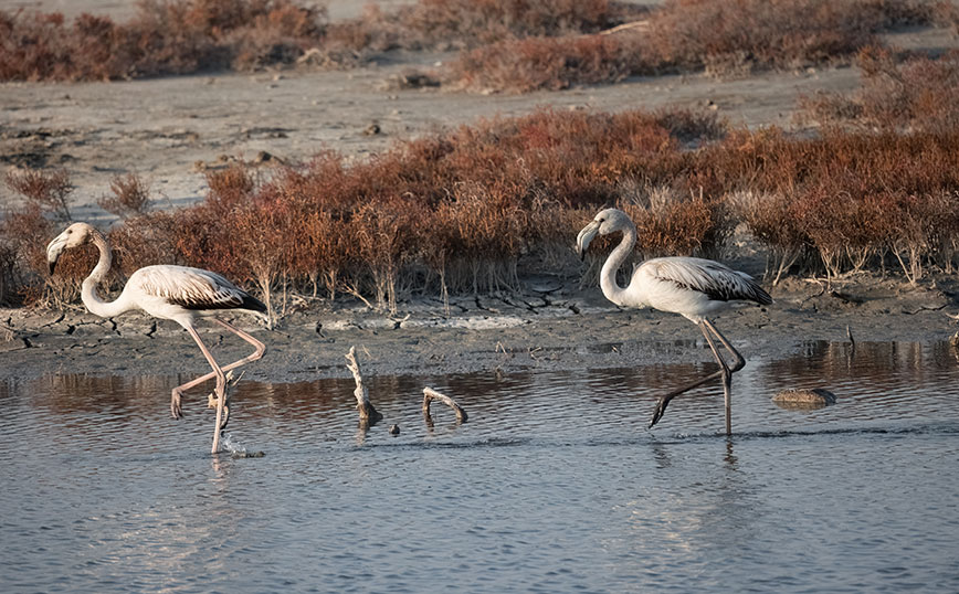 Δέλτα Έβρου Δέλτα Έβρου