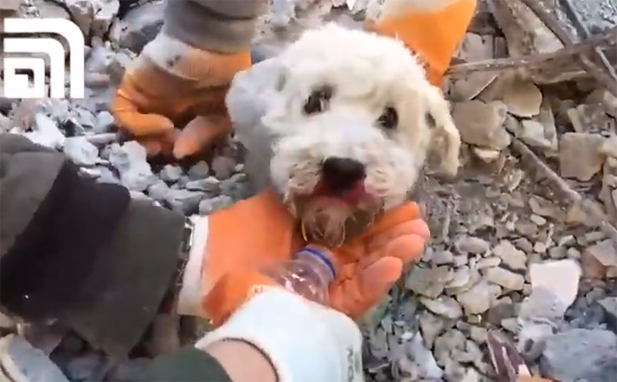 Σεισμός στη Συρία: Διάσωση σκύλου από τα χαλάσματα &#8211; Δείτε το συγκινητικό βίντεο